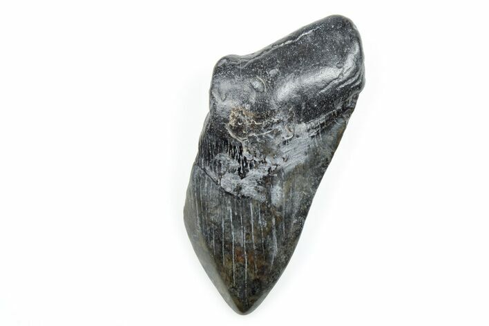 Partial, Fossil Megalodon Tooth - South Carolina #171082